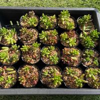虹の玉,虹の玉,多肉植物,多肉大好き,多肉多肉多肉の画像