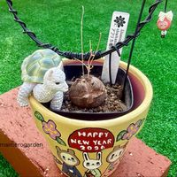 亀甲竜,新芽,嬉しい,えつこさんのリメ鉢,ﾏｲﾒﾛ10年生♡の画像