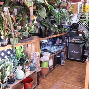 多肉植物,ウラボシ科,ビカクシダ属,食中植物,塊根の画像