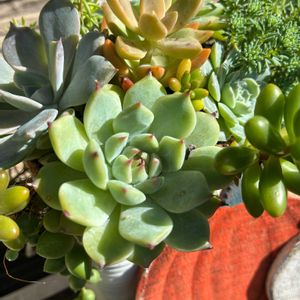 多肉植物,多肉寄せ植え,ベランダガーデニング,久しぶりの晴れ,小さな庭の画像