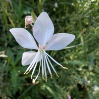 ガウラ,ガウラ(白蝶草),畑の画像