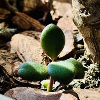 ウンベラータ,金のなる木,フィカス　ウンベラータ,金のなる木（桜花月),土曜はお空の発表会の画像