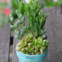 多肉植物,ベランダガーデニング,多肉植物のある暮らし,癒し…♡,自作リメ鉢の画像