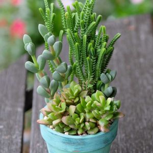 多肉植物,ベランダガーデニング,多肉植物のある暮らし,癒し…♡,自作リメ鉢の画像