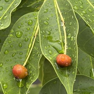 ソヨゴ,ソヨゴの花,ソヨゴの実,ソヨゴ雌花,ソヨゴ﹙冬青﹚の画像