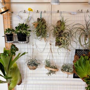 恵比寿大黒,Tillandsia ionantha,観葉植物,塊根植物,ビカクシダ属の画像