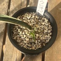 サンスベリア,サンスベリア クレオパトラ,子カブ,多肉植物,晴れの画像
