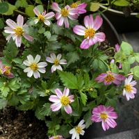 ガウラ,ガウラ,秋明菊,秋明菊,レウコフィラムの画像