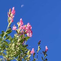 皇帝ダリア,サルビア,百日草,月、朝の西の空,かわいいの画像