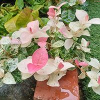 ハツユキカズラの画像