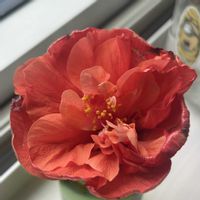 ハイビスカス（赤）八重,ハイビスカス（赤）八重,室内の画像