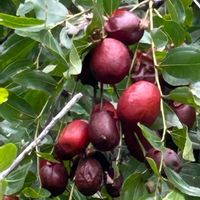 ナツメ,神代植物公園,薬用植物,クロウメモドキ科の画像