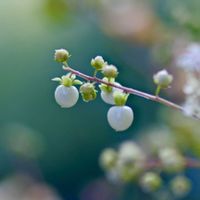 ジュズサンゴ,花のある暮らし,ジュズサンゴ✿.*･,ジュズサンゴ ジュズバニラ✿.*･,小さな庭の画像