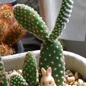 サボテン,ベランダガーデン,癒し,おでかけ先,駅前の花壇の画像