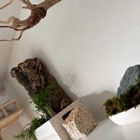 オブツーサ,氷砂糖,十二の巻,スナゴケ,スナゴケの画像