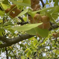 サクラ,イチョウ,10月桜,公孫樹,秋の気配の画像