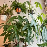 パキラ,観葉植物,ダイソー,インテリアグリーン,リビング・ダイニングの画像