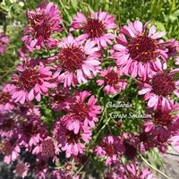 ガイラルディア,ガイラルディア グレープセンセーション,花のある暮らし,育てる楽しみの画像
