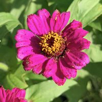 ジニア,マンションの花壇,移住後の生活,和室の画像