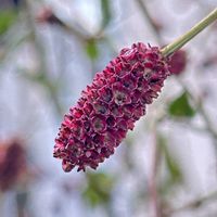 ハボタン,ワレモコウ,イチジク,シコンノボタンの蕾,今日のお花の画像