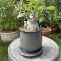 アデニウム アラビカム,塊根植物の画像