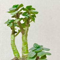 神刀の画像