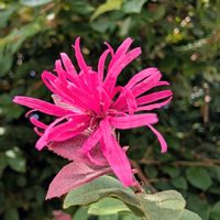ベニバナトキワマンサク,お花,ウォーキングにての画像