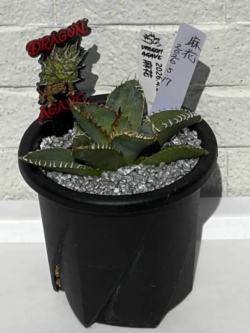 アガベ チタノタ 麻花】の成長記録。｜🍀GreenSnap（グリーンスナップ）