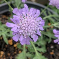 スカビオサ,花のある暮らし,青い花マニア,美しく青きドヨウ,チーム・ブルーの画像
