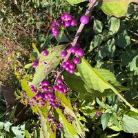 ムラサキシキブの画像