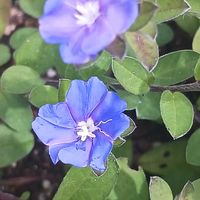 プランター,花のある暮らし,植物のある暮らし,おうち園芸,庭の画像