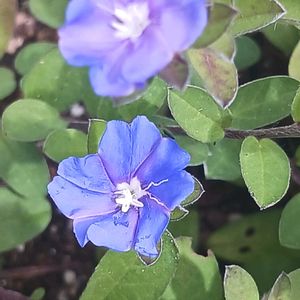 プランター,花のある暮らし,植物のある暮らし,おうち園芸,庭の画像