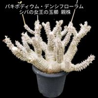パキポディウム・デンシフローラム,パキポディウム・シバの女王の玉櫛,イベント,沖縄,海洋博公園熱帯ドリームセンターの画像