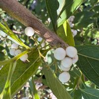 ムラサキシキブの画像