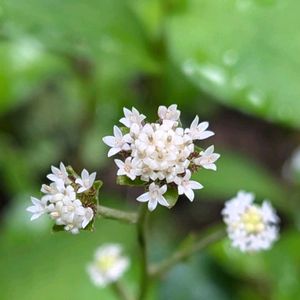 ノブキ,野蕗,雑草,山野草,野草の画像