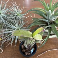 チランジア,多肉植物,観葉植物,ブロメリアの画像