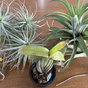 チランジア,多肉植物,観葉植物,ブロメリアの画像
