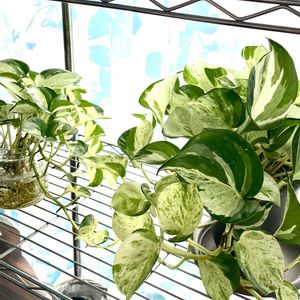 ポトス,観葉植物,水栽培,ボタニカルライフ,緑のある暮らしの画像