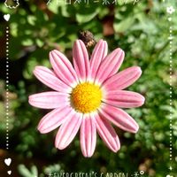 マーガレット ストロベリーホイップ,スーパーベル　ダブルチェリーリップル,庭の花,ピンクの花,プランター植えの画像