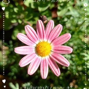 マーガレット ストロベリーホイップ,スーパーベル　ダブルチェリーリップル,庭の花,ピンクの花,プランター植えの画像
