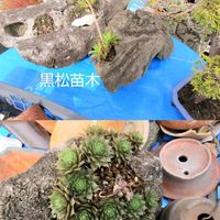 ハツユキカズラ,ハツユキカズラ,西洋カマツカ,西洋カマツカ,ガマの穂の画像