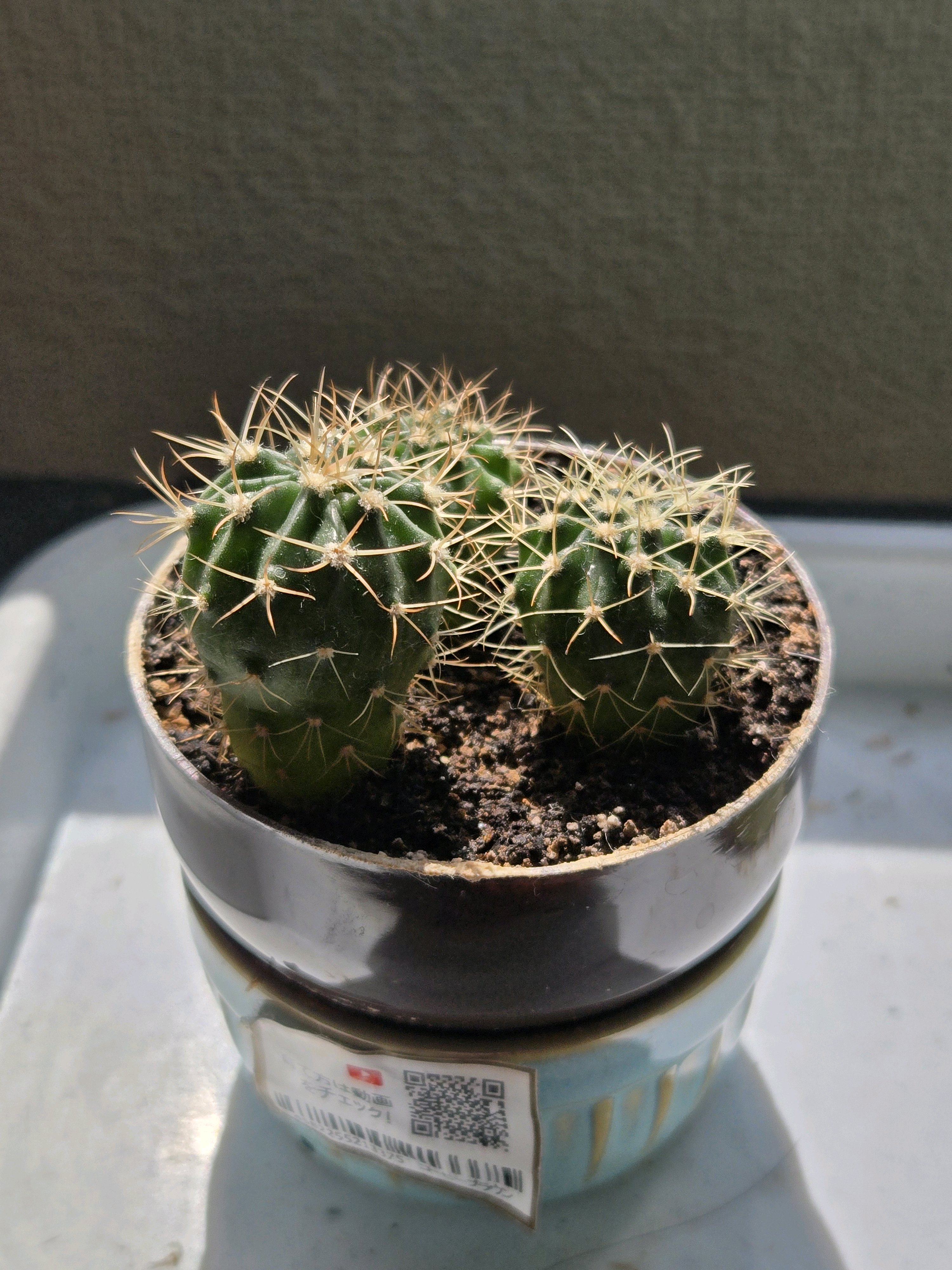 おまとめ☆サボテンページです カプセルサボテン2024｜🍀GreenSnap（グリーンスナップ）
