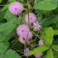 オジギソウ,キャットテール,花のある暮らし,我が家のお花,カワイイ♡の画像
