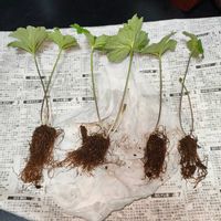 アネモネ,ネリネ,ダイヤモンドリリー,ダイヤモンドリリー,アネモネ　パブニナの画像