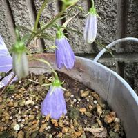 イワシャジン,イワシャジン,玄関脇通路の画像