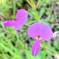 ハギ,あれちのぬすびとはぎ,あれちのぬすびとはぎ,公園,小さな花の画像