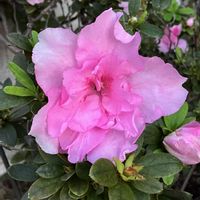 アザレア,アメリカンブルー,ルコウソウ,青空。,大輪マツバボタンの画像