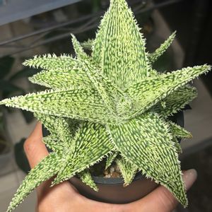 アロエ,アロエ  ハイブリッド,もけもけ,群生,緑のある暮らしの画像