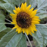 ミニひまわり,花のある暮らし,GSミニモニ。,バラと夢CLUB,かおるんるんさんを忘れない！の画像