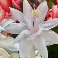 デンマークカクタス,しゃこばサボテン,おうち園芸,みてみて!,小さな庭の画像